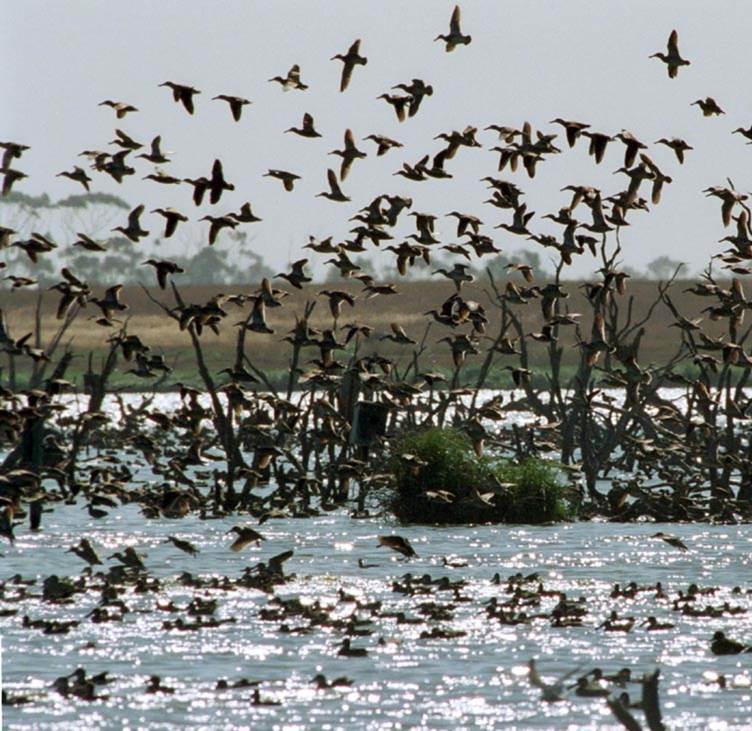 Pink-eared Ducks in flight over a lagoon at the Western Treatment Plant (image by Melbourne Water)