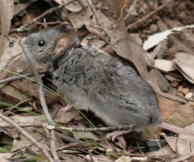 A Smoky Mouse fitted with a radio-collar near a strategic fuel break, near Jamieson