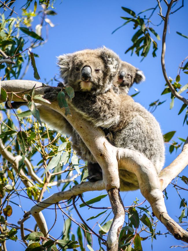 koala and joey