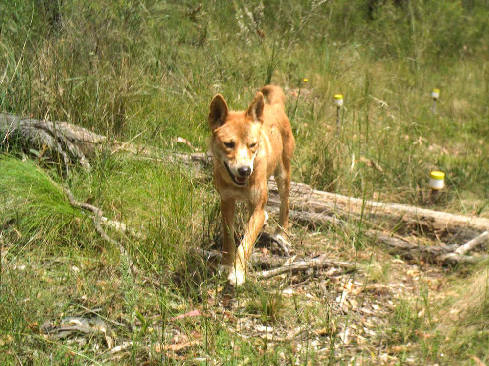 Dingo on camera trap