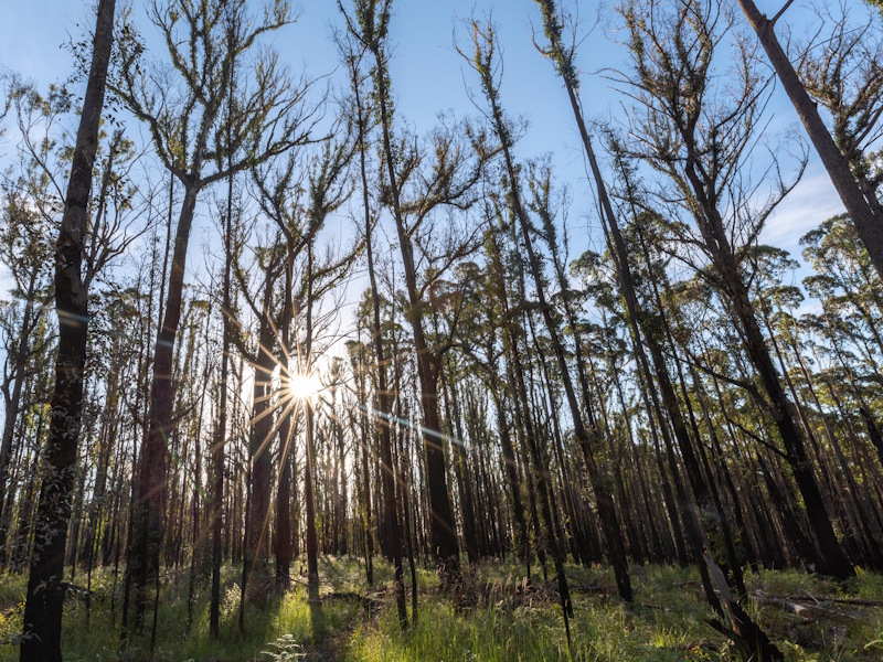 Sun shining through burnt forest