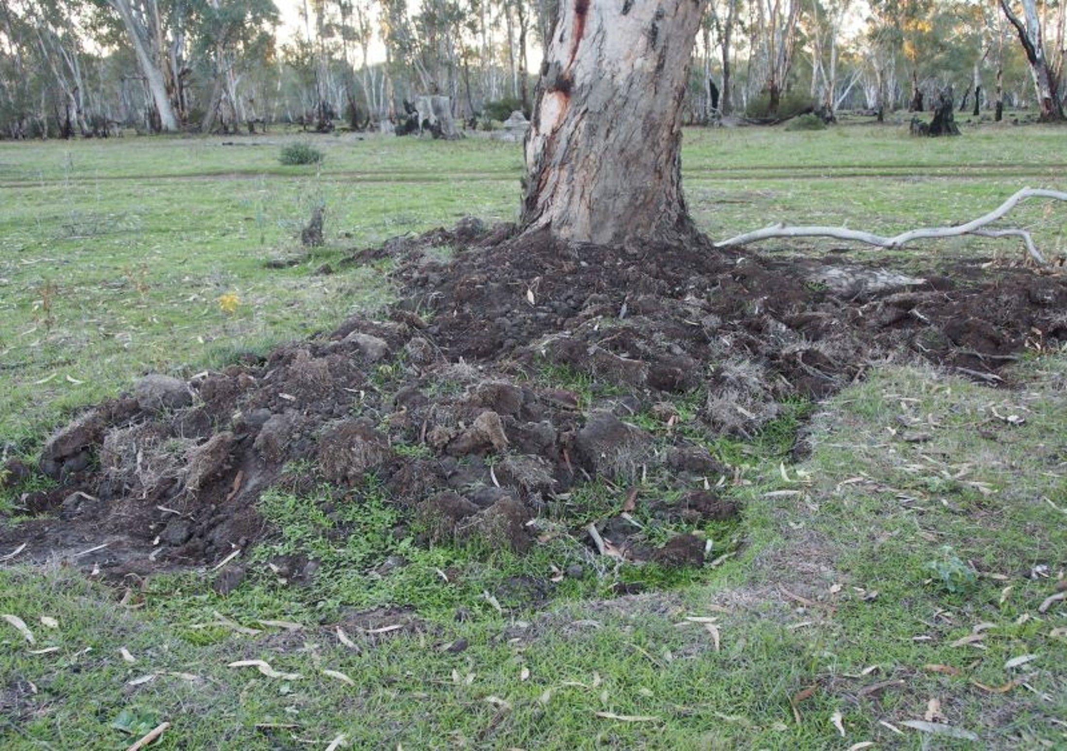 Feral pig damage, up turned soil near base of tree
