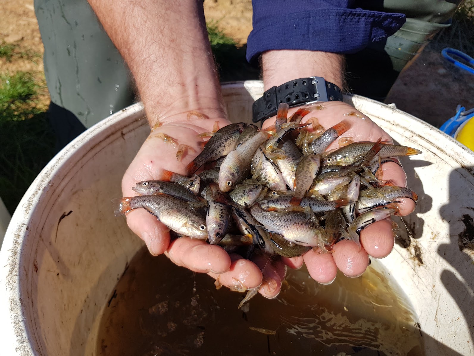 Handful of Southern Pygmy Perch