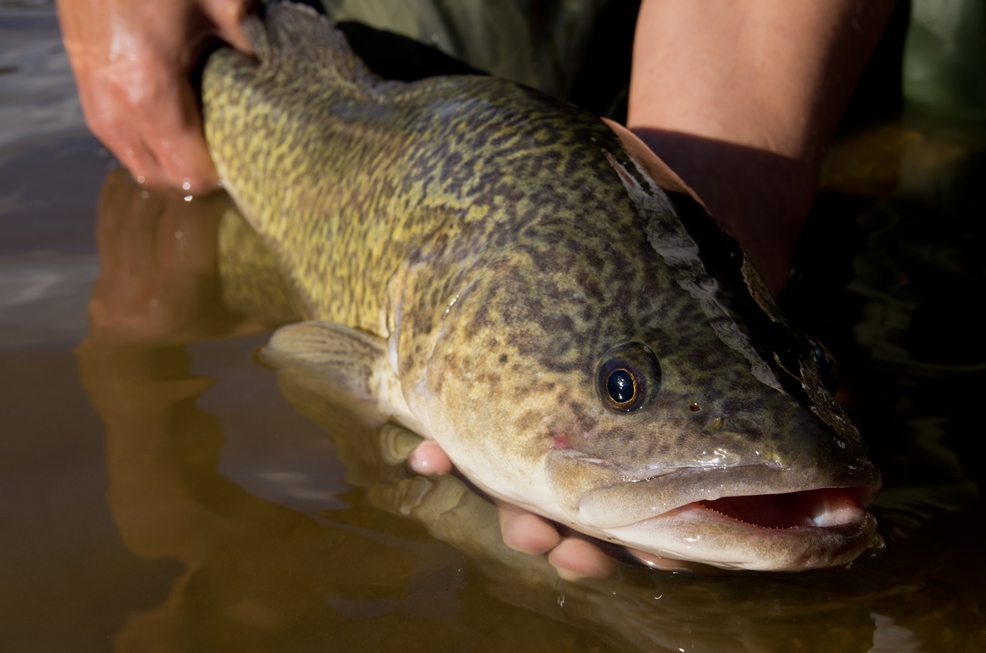 The Murray Cod, an iconic Australian native fish 