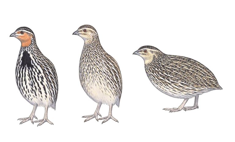 Adult Stubble Quail