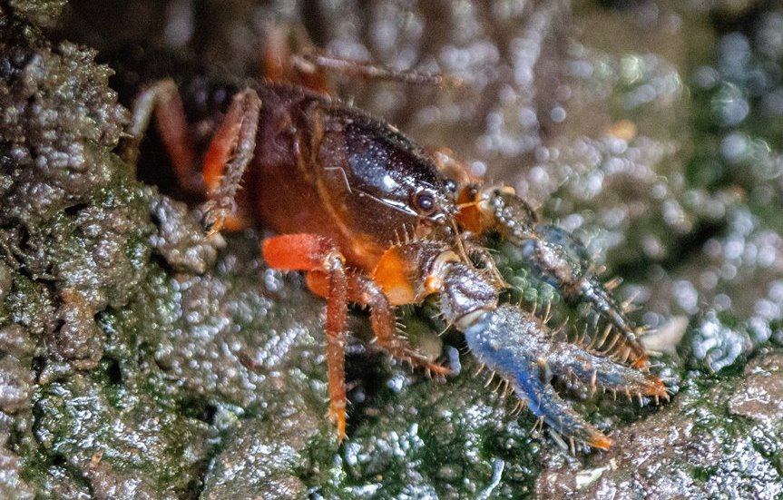 The Dandenong Burrowing Crayfish