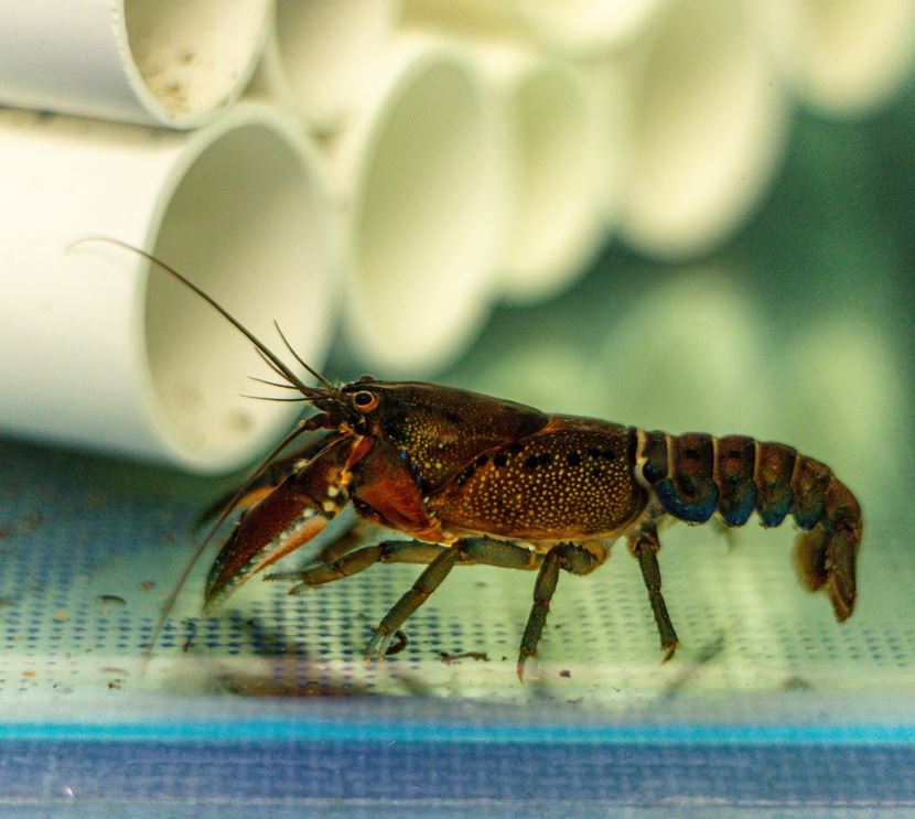 Freshwater crayfish in the ARI aquarium after being rescued from fire affected areas