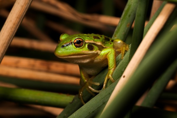 Image of a growling grass frog on a stick