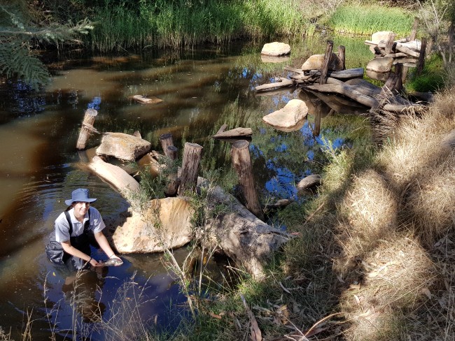 A person holding a Macquarie Perch in front of some rocks and boulders