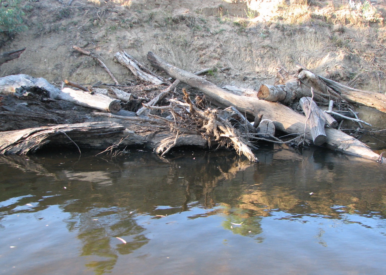 These logs were place here to improve bank stability and fish habitat