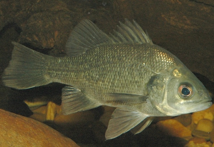 Australian Bass, an iconic fish from the lower Snowy River (image: Tarmo Raadik)