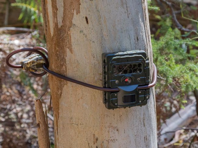 a camera trap on a tree