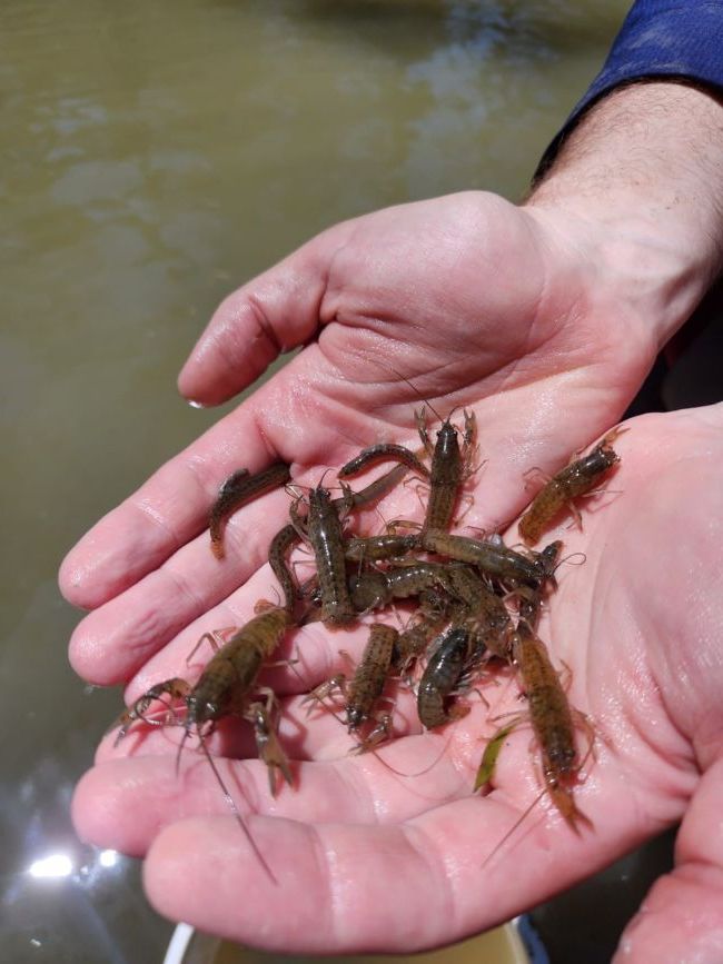 Small yabbies in hands