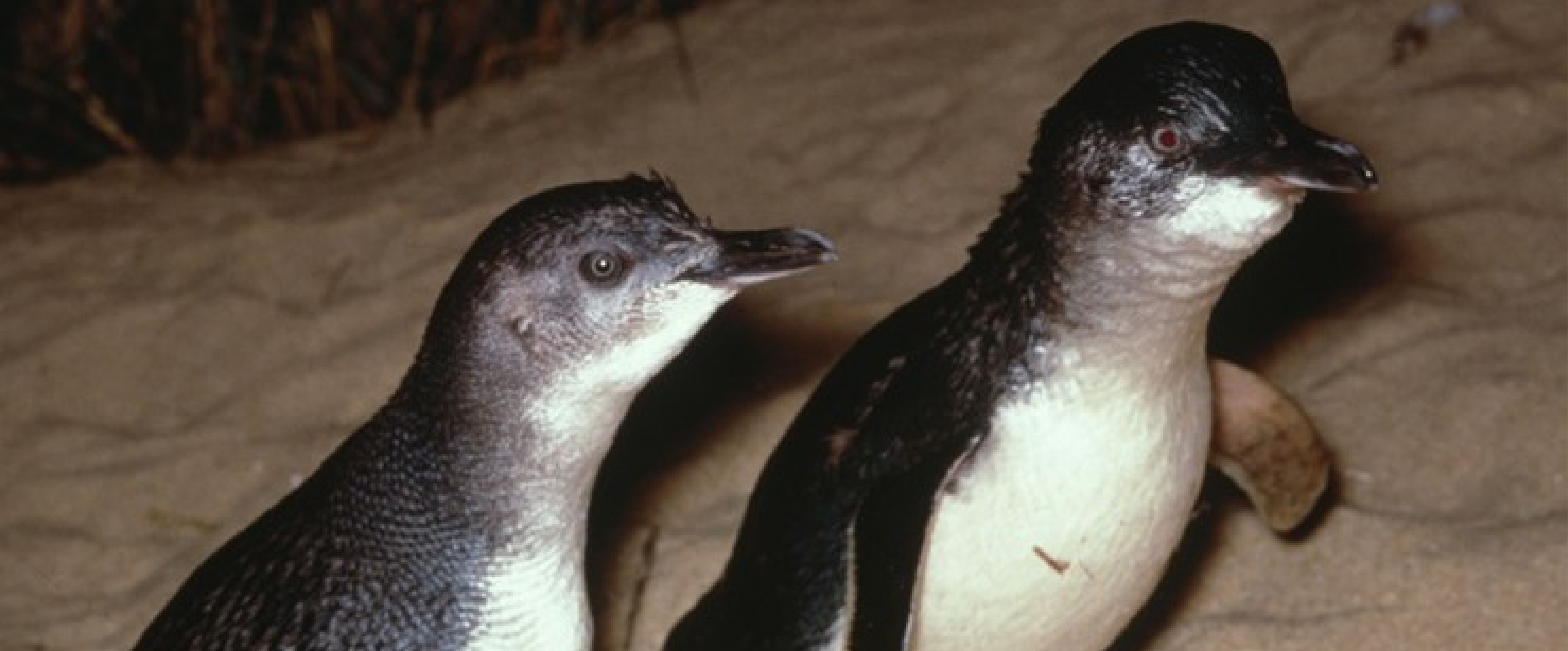 Little Penguin. I.McCann 2009