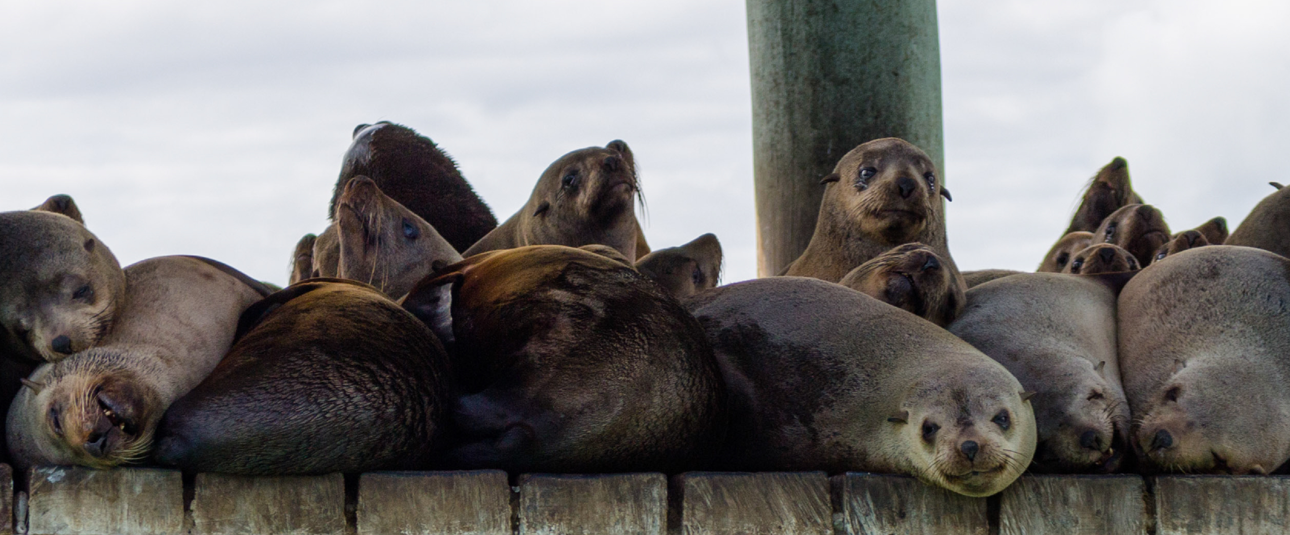 Seals--MudIslands--A.Geschke