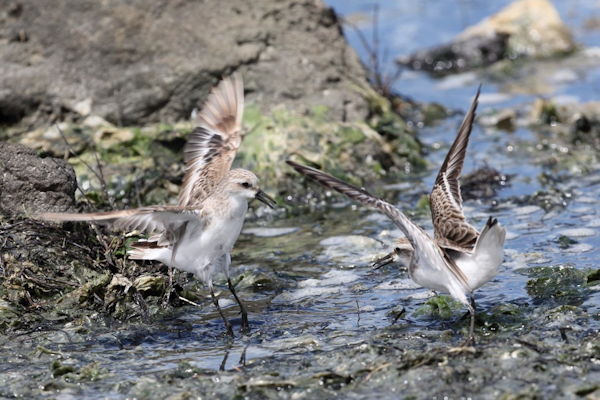 Territorial dispute. Adult (left) and Juvenile (right) Red-necked Stints, Beach Road, November 2020. Photographer D. Rogers