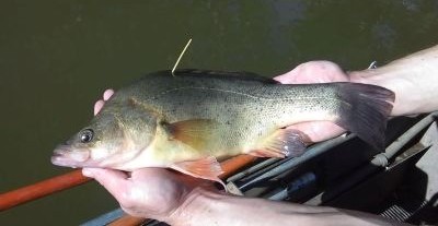 External tag on Golden Perch