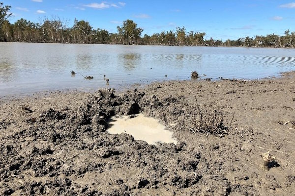 Soil damage caused by feral pigs at lake edge