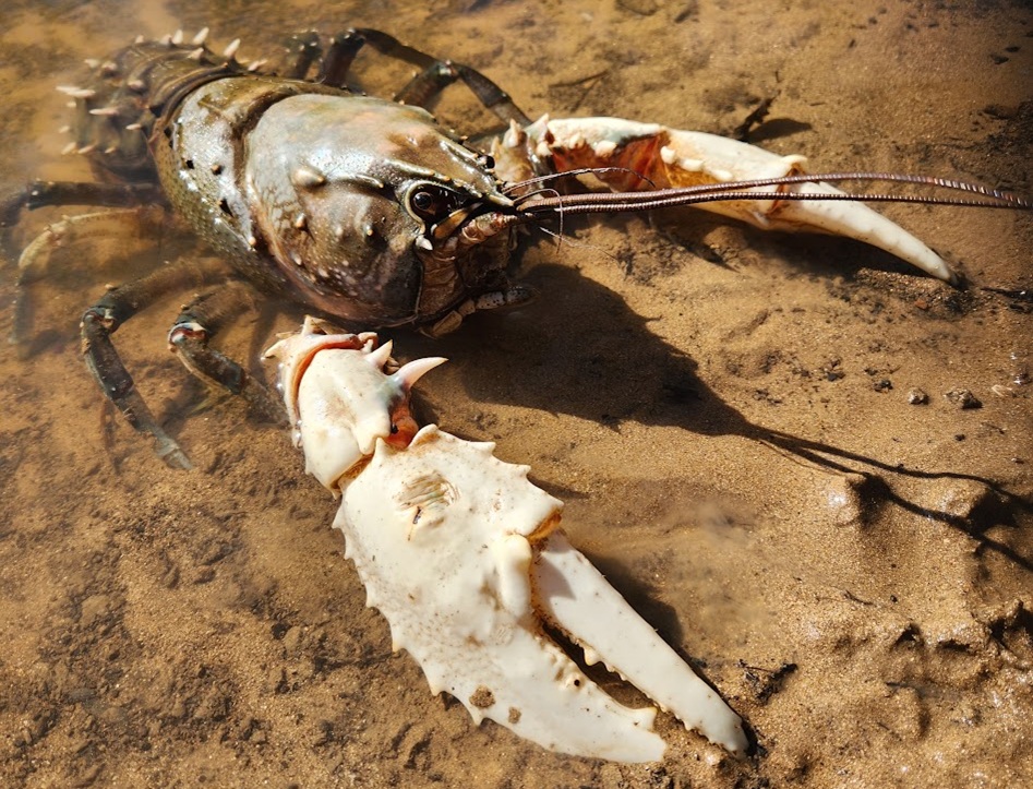 Murray Spiny Crayfish