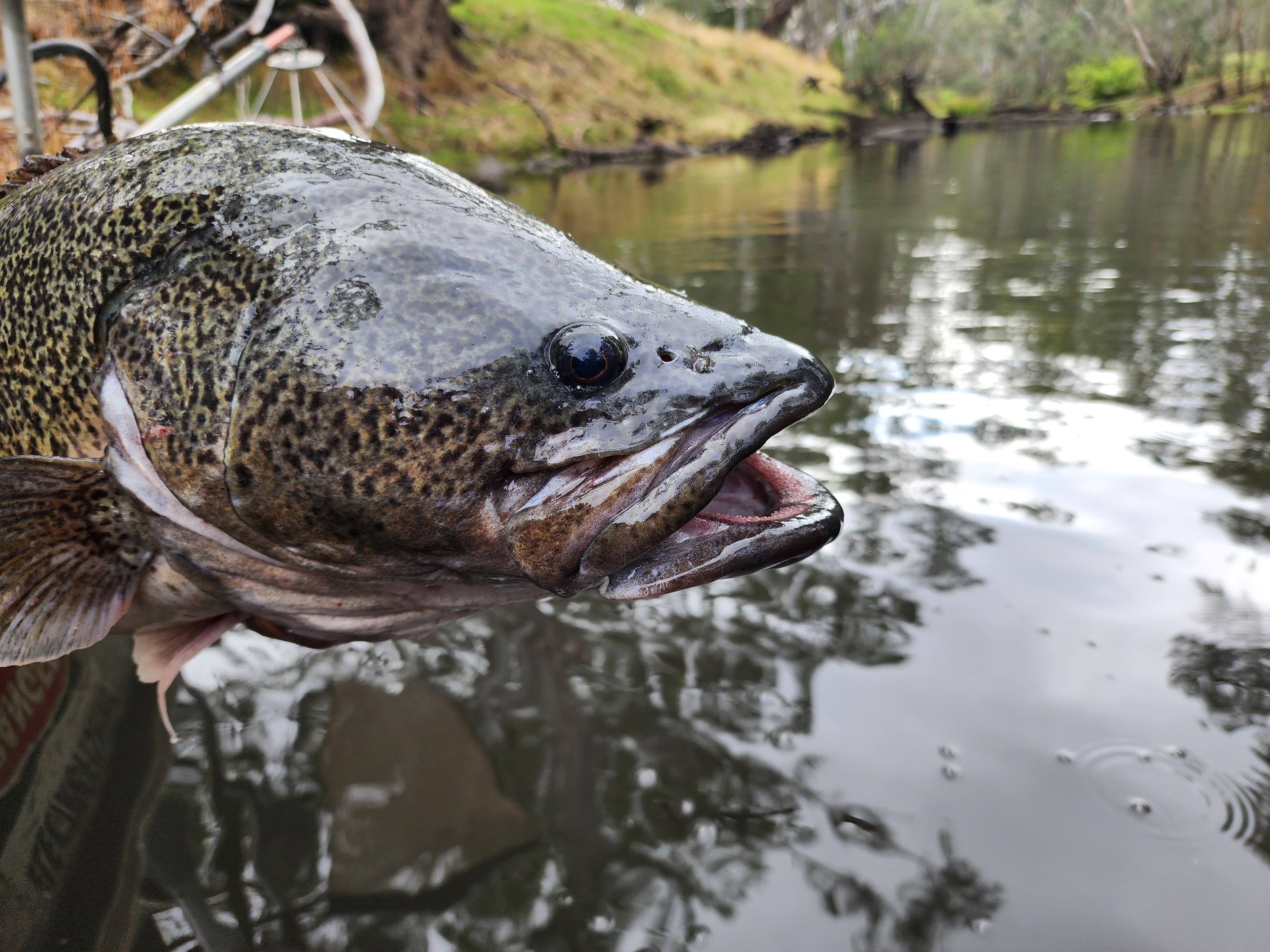 Close up of Murray Cod