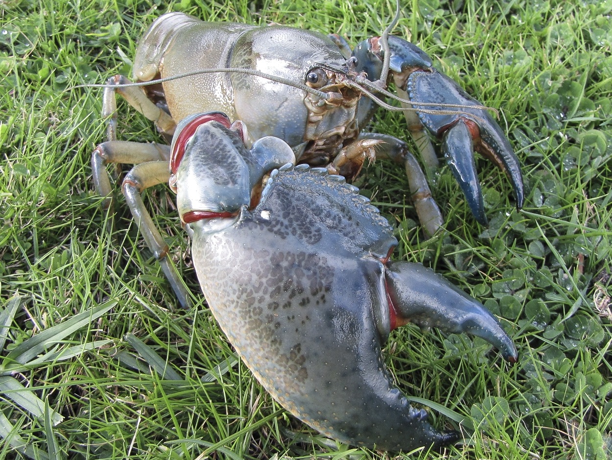 Swamp Yabby