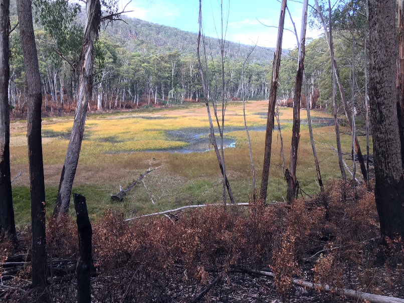 An alpine bog that survived fire (M. Dower, PV)