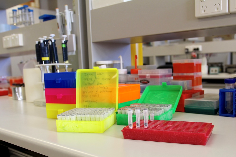 Fish samples in the laboratory which will be used to explore genetic health. 