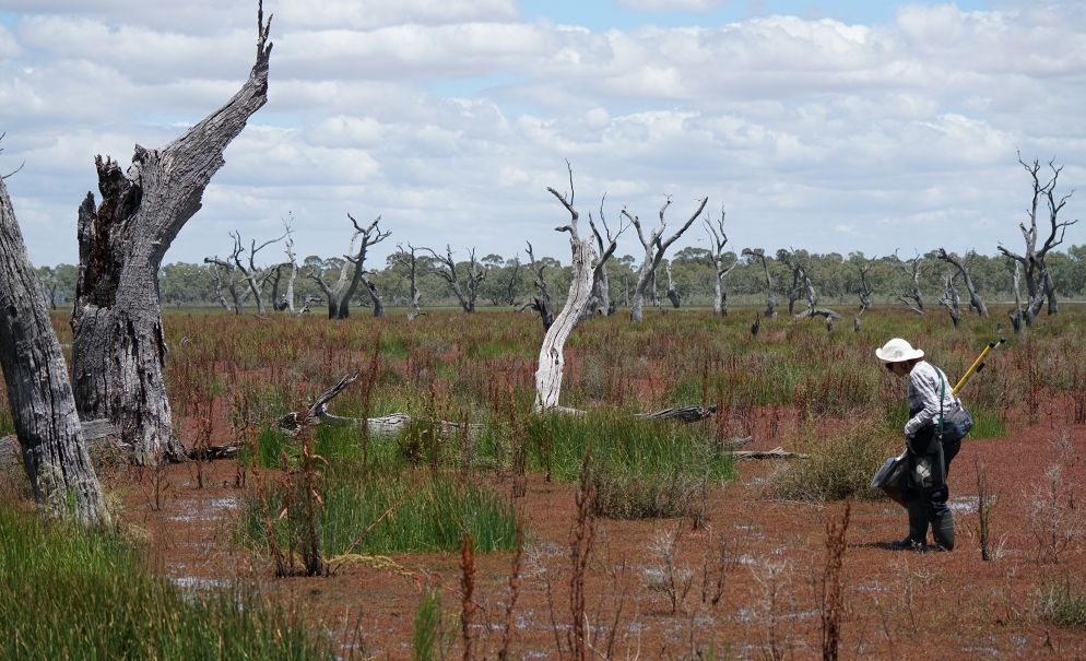 Surveying for frogs during WetMAP