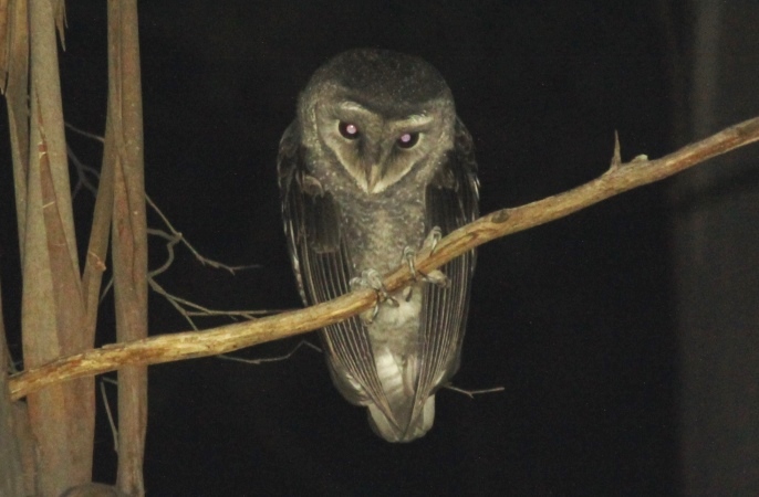 A Sooty Owl, observed during ARI RFA surveys