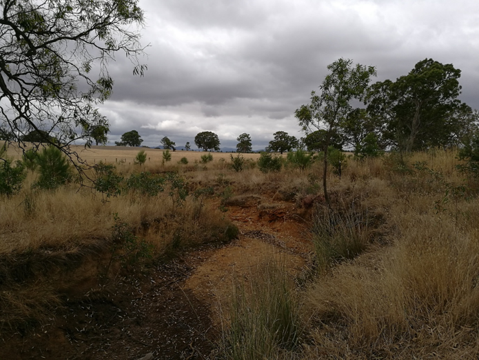Image of a dry creek in a paddock with large bushes and grasses surrounding it on the bank