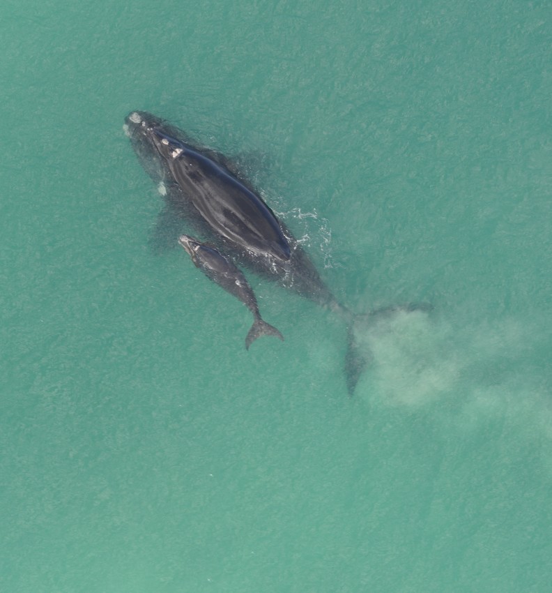 Aerial photograph of a mother southern right whale and calf