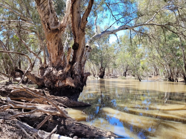 Picture of a large gumtree