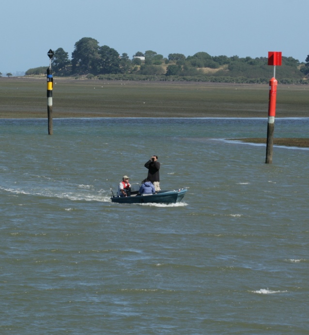 Surveying waterbirds from a boat on Westernport