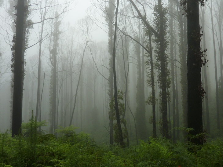 Forest in central Victoria a couple of years after being burnt