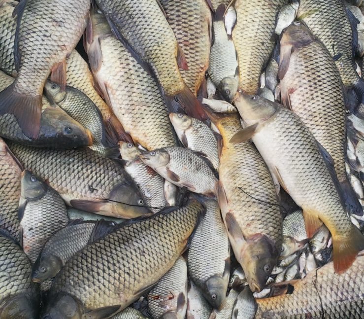 Carp removed from the Ovens River, Victoria, in an effort to reduce numbers