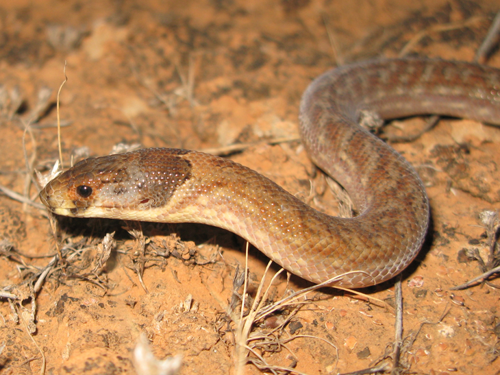 The threatened Hooded Scaly-foot