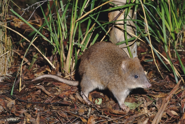 a long-footed potoroo