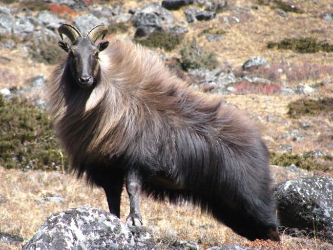 a himalayan tahr