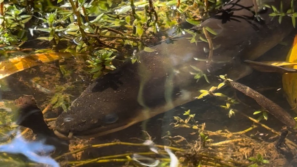 Short-finned Eel, photo by Timothy D