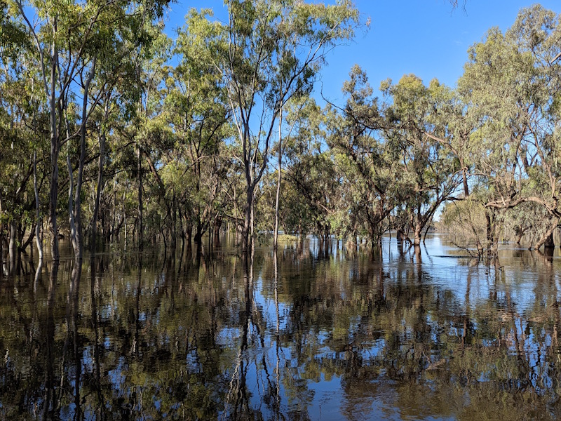 flooded forest