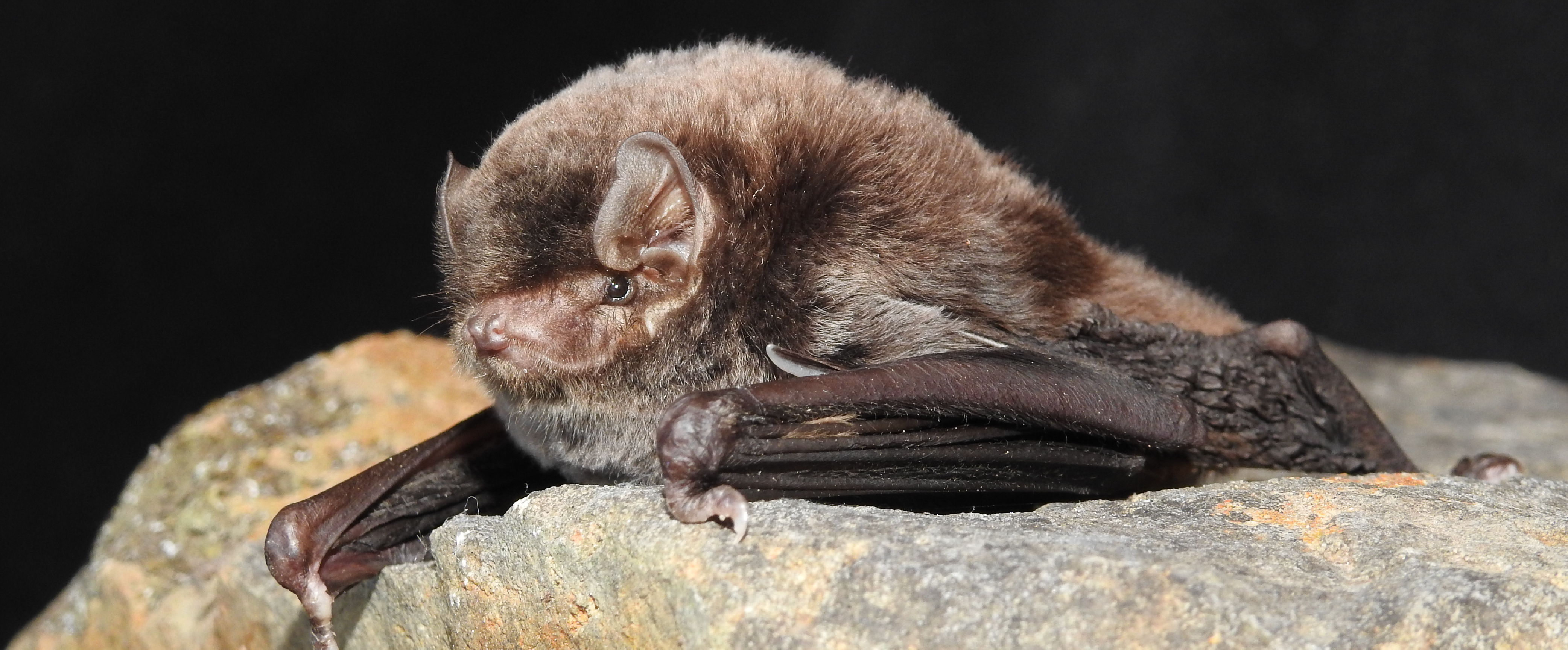 Southern Bent-wing Bat. L.Lumsden