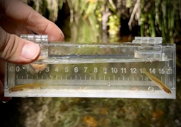 Moroka Galaxias release in measuring vessel