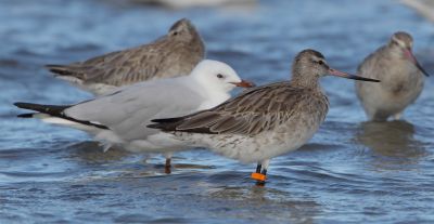 Band on Bar-tailed Godwit