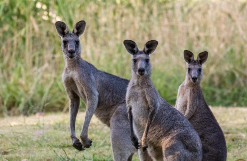 Three eastern grey kangaroos looking at the camera