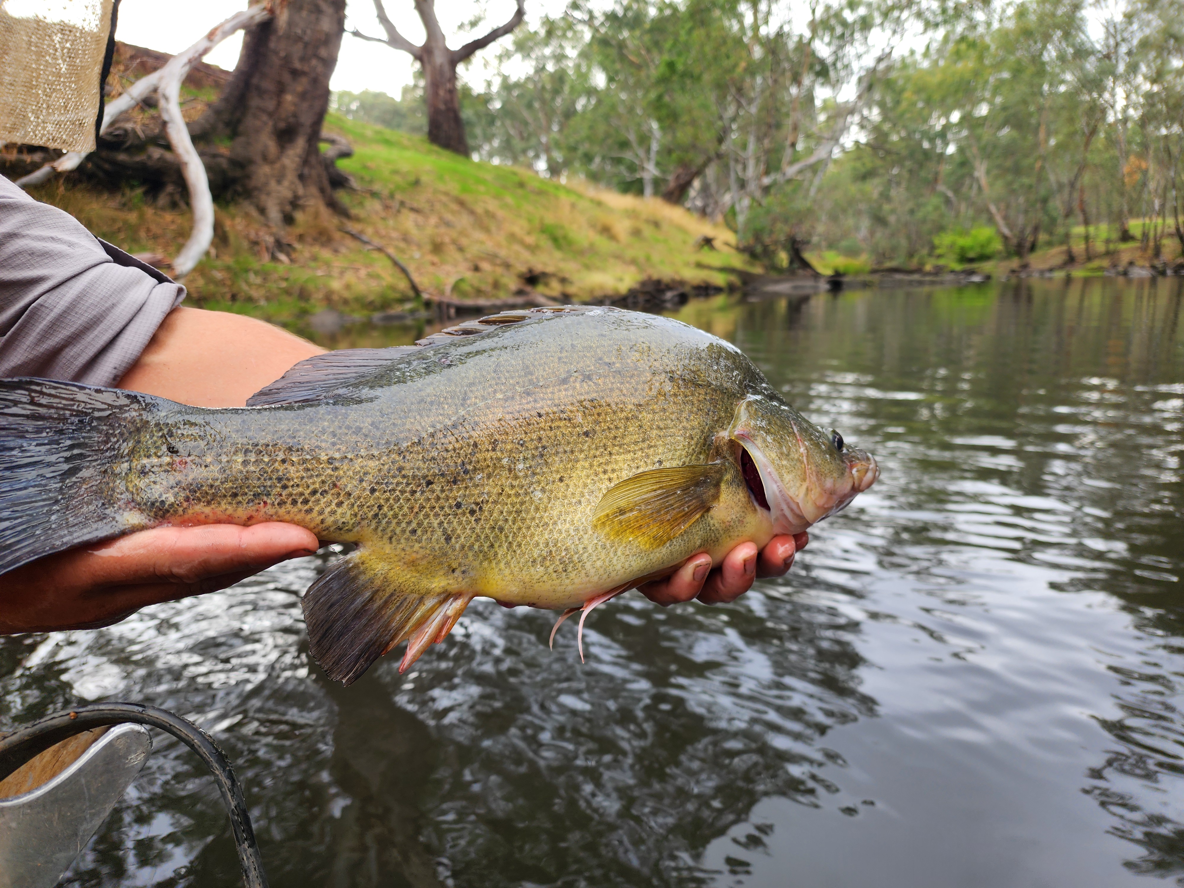Releasing a Golden Perch
