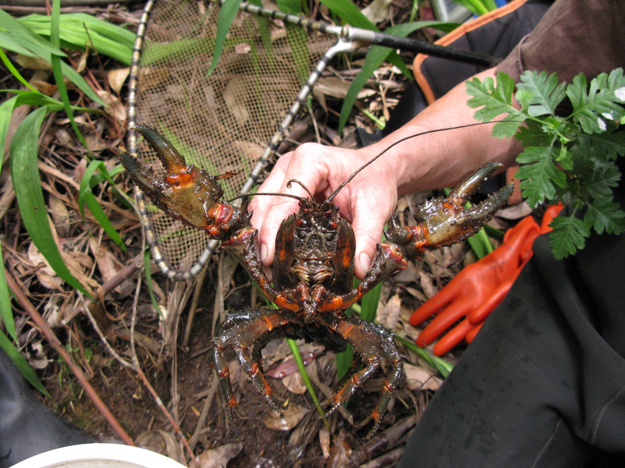 Gippsland Spiny Cray 