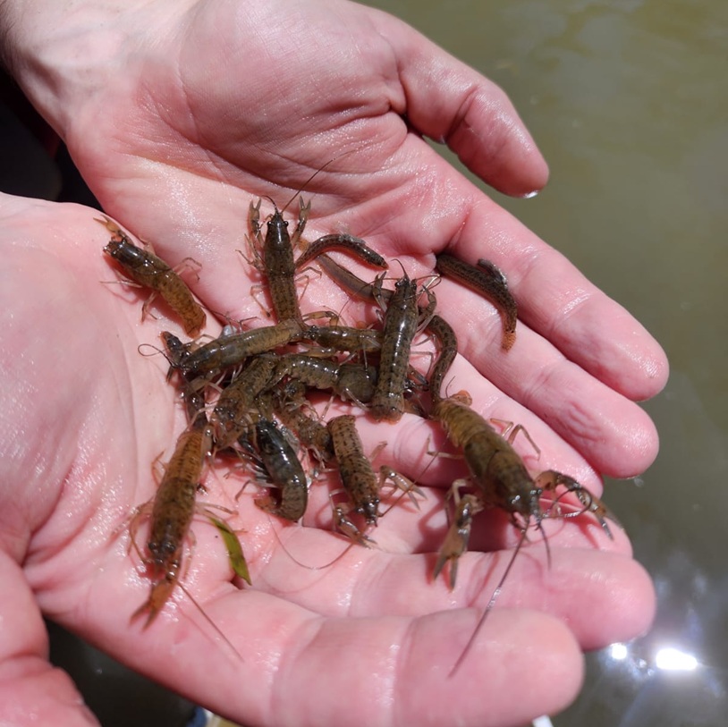 Common Yabby juveniles in hand 
