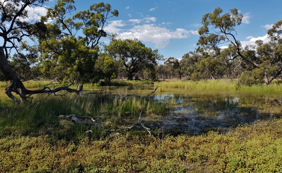 Frog habitat surveyed by WetMAP