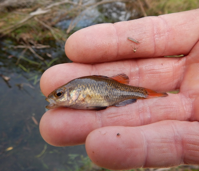 The threatened Southern Pygmy Perch