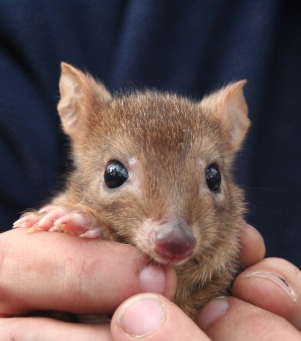 A juvenile Woylie (photo by Sabrina Trocini)